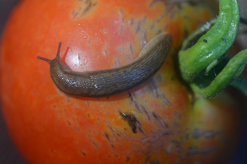 Slugs feed at night and can be controlled by a product called Sluggo.
