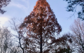 Cool Trees Doug Oster