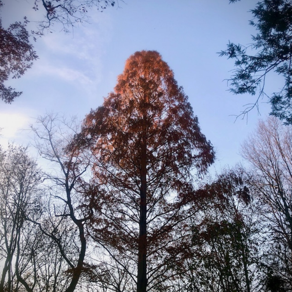 Cool Trees