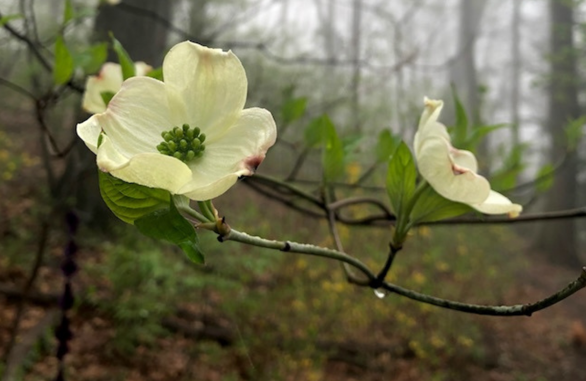 Native dogwoods are best grown as understory trees. Photos by Doug Oster.