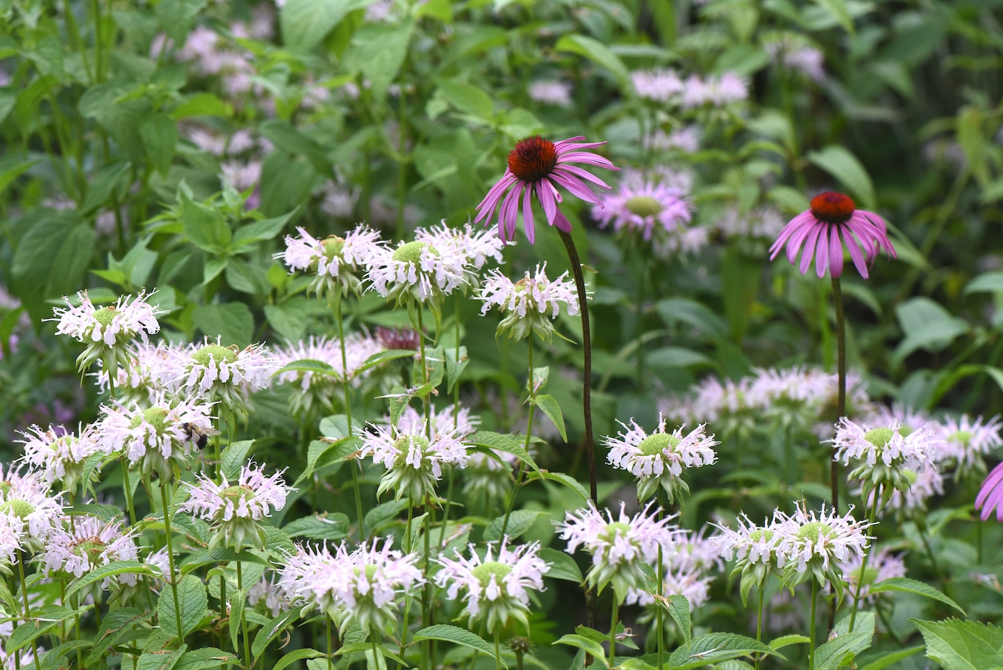 Coneflowers pair well with bee balm, both are great to attract perennials.