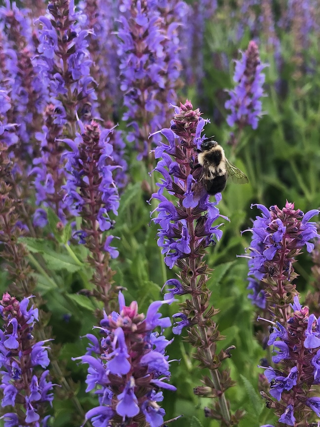 Perennial salvia is easy to grow, deer resistant and pollinators enjoy the flowers.
