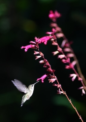 Hummingbirds love salvia.