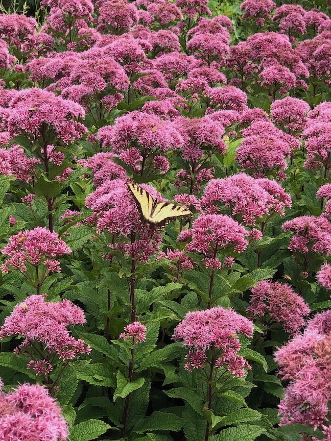 ‘Little Joe’ Joe pye weed at the Pittsburgh Botanic Garden is a great plant for pollinators.