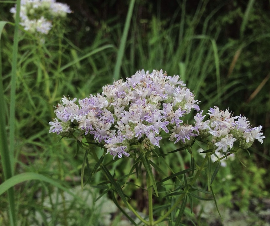Narrow leaf mountain mint smells wonderful and brings in the pollinators.