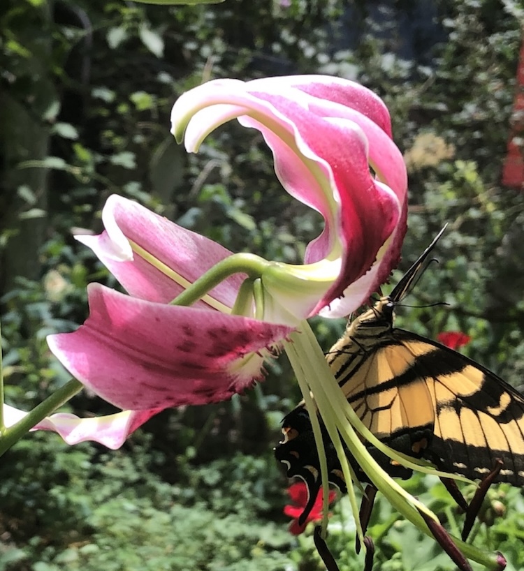 Deer love lilies, but so do pollinators.