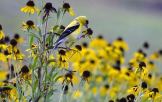 PERENNIAL POLLINATOR 5 A goldfinch enjoys the seeds of black eyed Susans. Photos by Doug Oster.