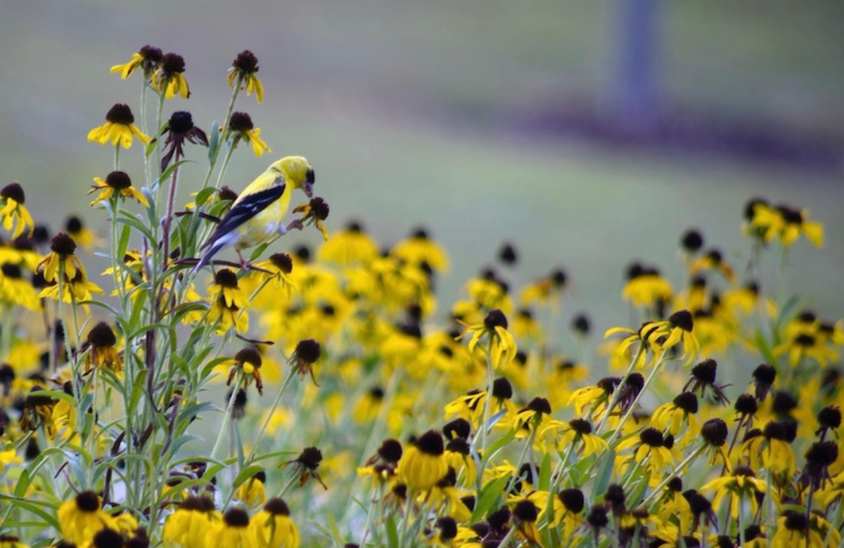 A goldfinch enjoys the seeds of black eyed Susans. Photos by Doug Oster.