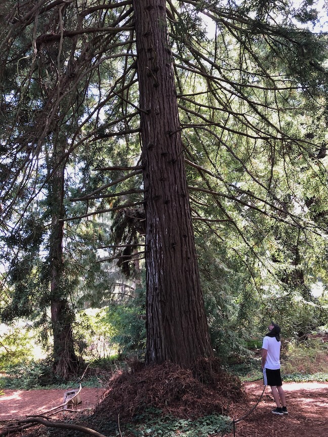Doug’s son Tim looks up at a big California redwood. Photos by Doug Oster
