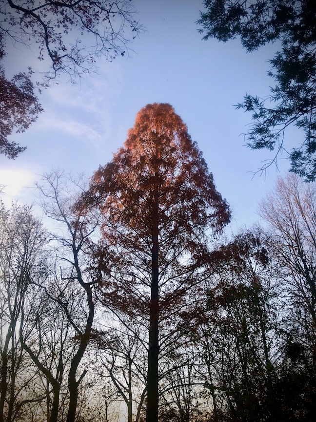The dawn redwood resembles a California redwood, but loses its needles in the fall.
