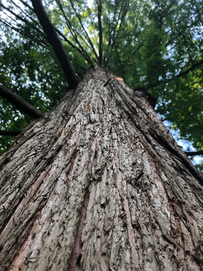 Dawn redwood trees have a beautiful bark.