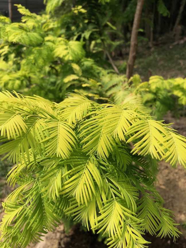 Some types of dawn redwoods are smaller or even have chartreuse foliage.