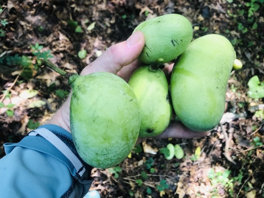 A paw paw is a big native, tasty fruit with an interesting history.