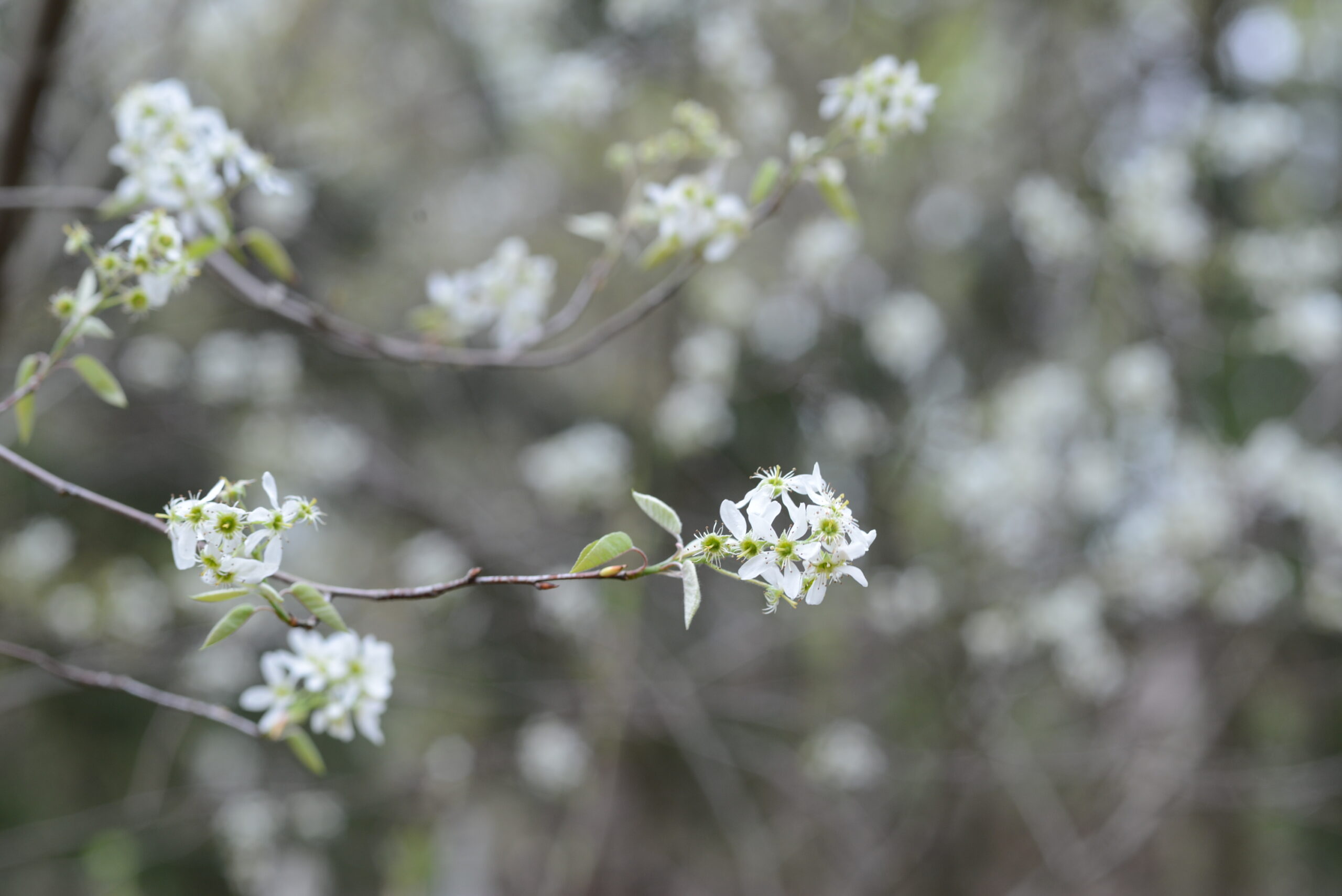 Serviceberries have pretty white flowers in the spring and then produce edible red berries.
